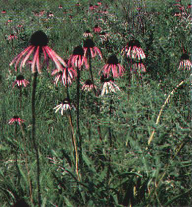 Coneflower