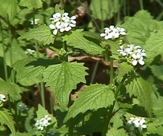 Garlic Mustard