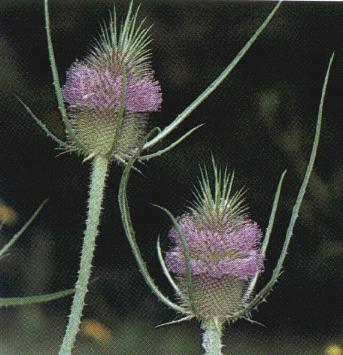 Teasel